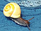 Manchmal ist die Schnecke lästig