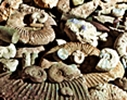 Fundstuecke auf dem Fossilienpfad
